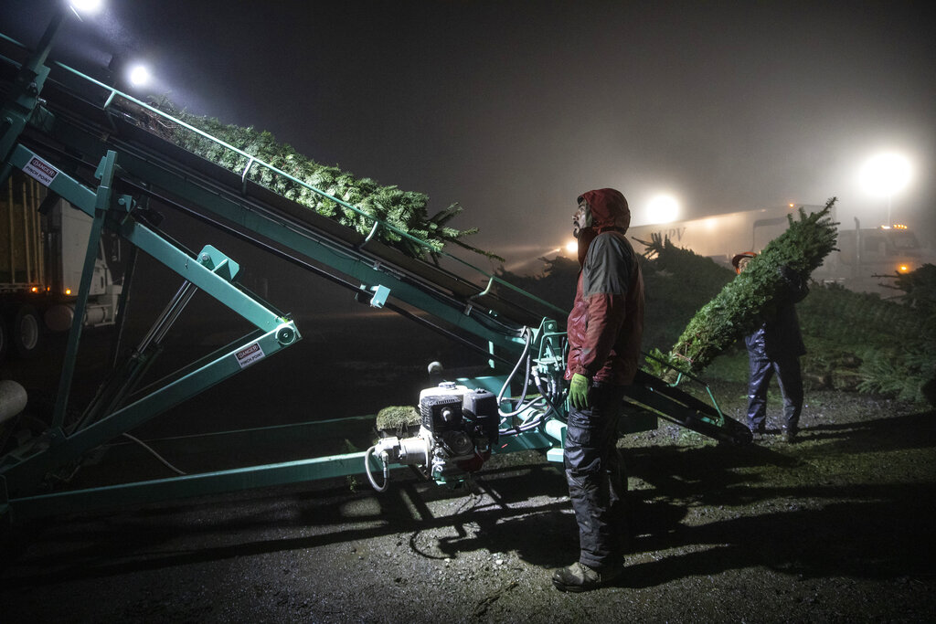 Workers load a truck into the night with Christmas trees at McKenzie Farms on Saturday, Nov. 20, 2020 in Oregon City, Ore.