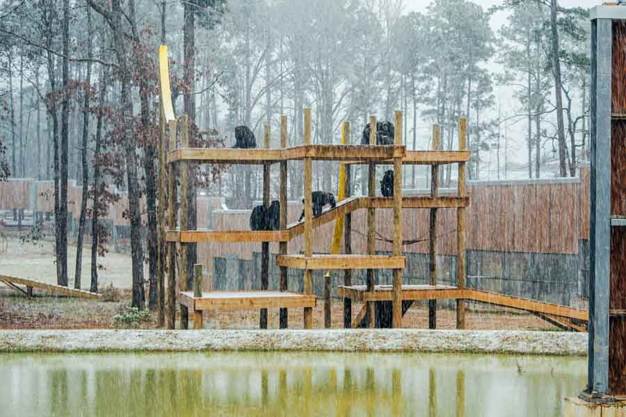 Chimpanzees in Alpha’s social group enjoy ing the snowfall from observation decks in a forested habitat