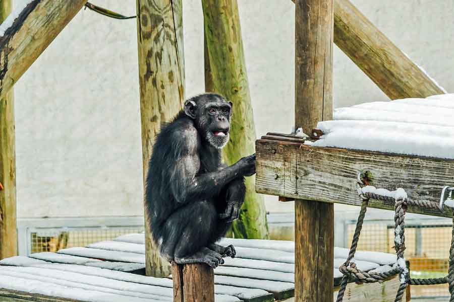 Cybill enjoying the taste of snow 