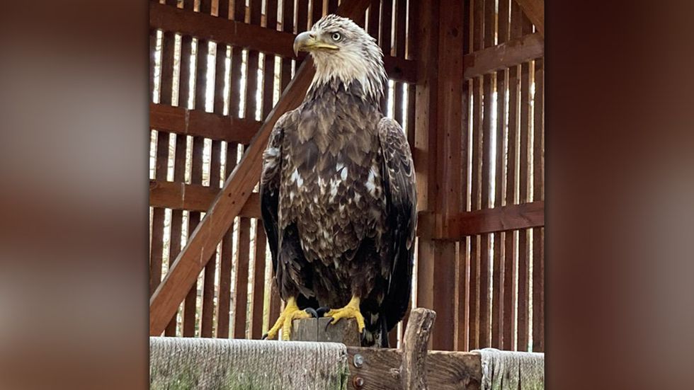 eagle healthy!