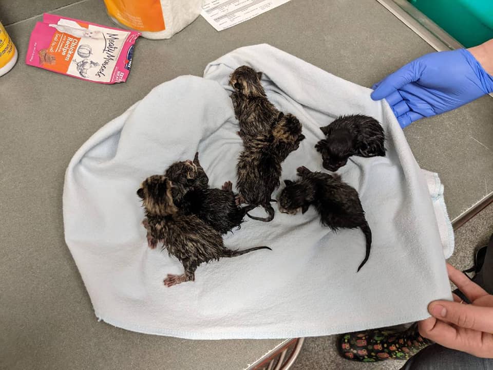 Kittens found in bag