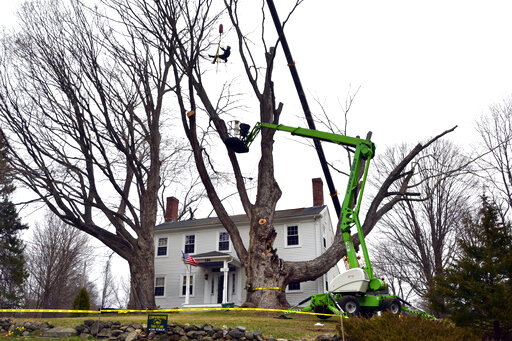 Largest Sugar Maple Tree In The Country Comes Down Positive Largest Sugar Maple Tree In The Country Comes Down Positive