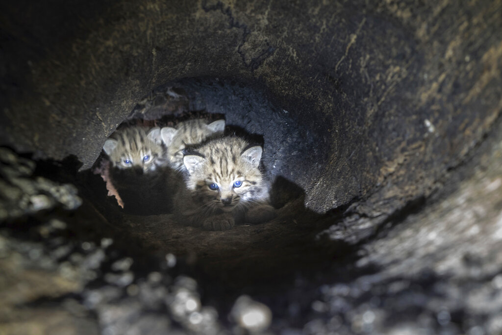 Bobcat Den Mama and Kittens in Tree 