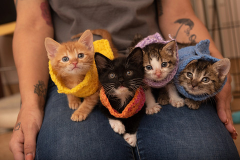 Adopted kitties