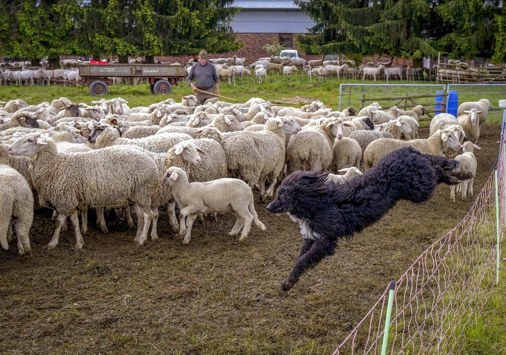 Sheepdog and sheep 