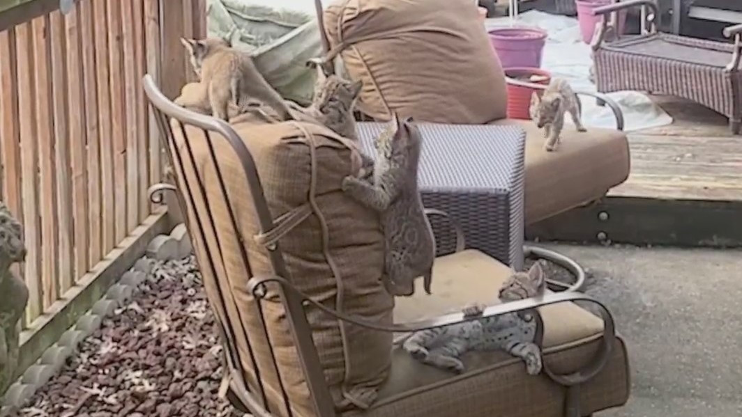 Bobcat kittens climbing on chair