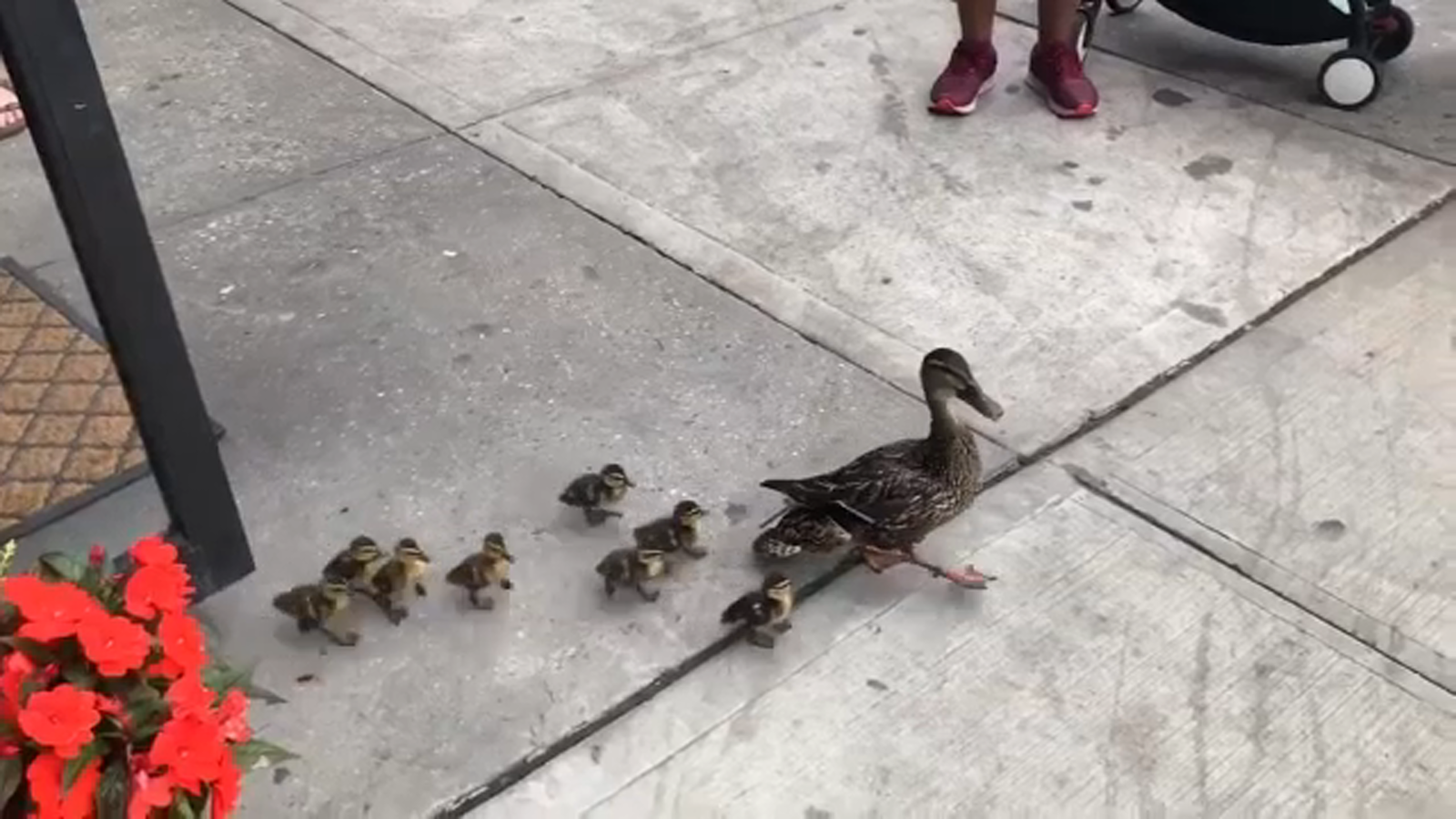 Mama duck and ducklings