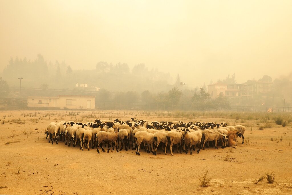 Sheep gather during a wildfire near Limni village on the island of Evia, about 160 kilometers (100 miles) north of Athens