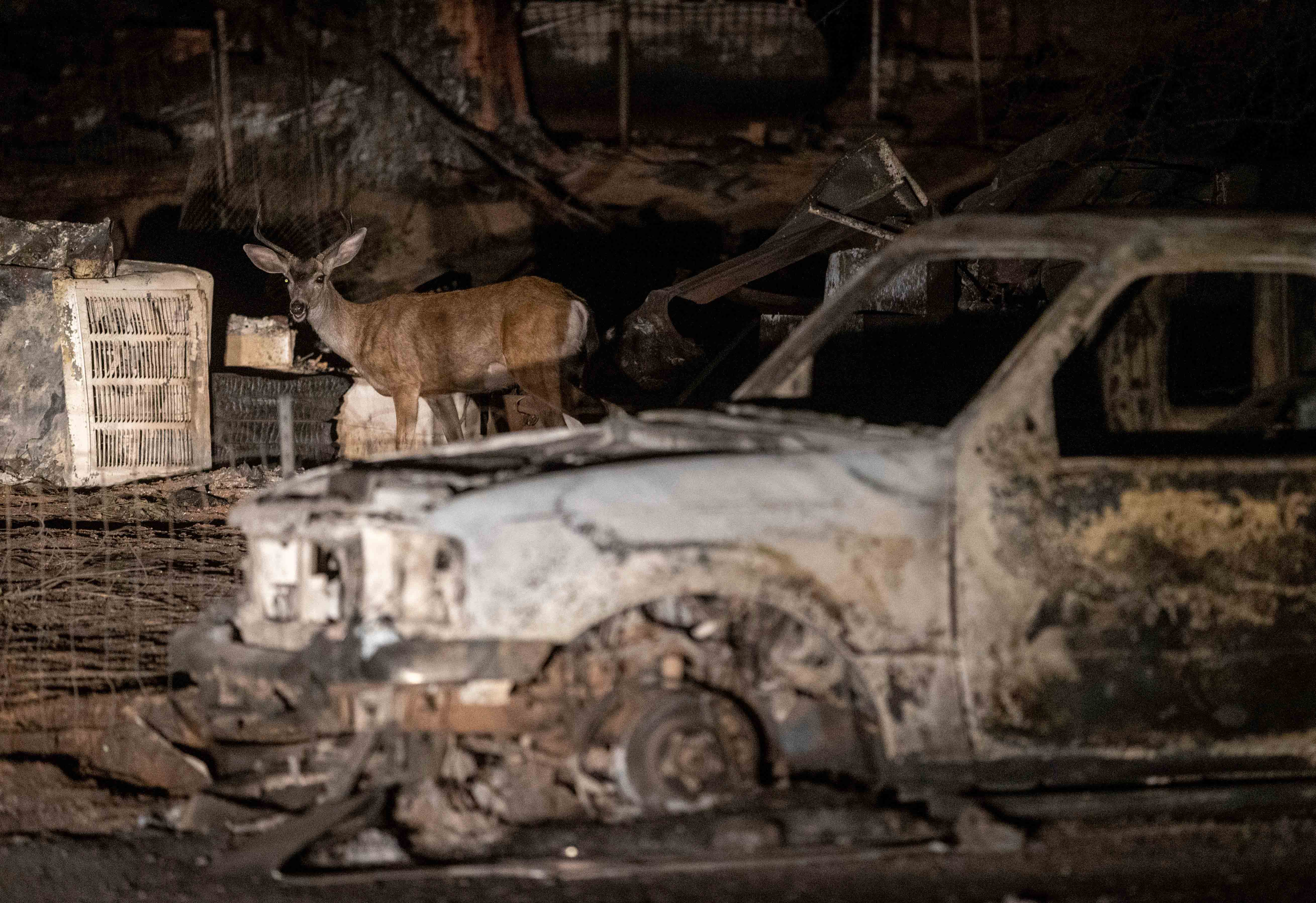 A deer walks through the remains of a property destroyed by the Dixie Fire in Greenville, Calif., on Saturday, Aug. 21, 2021.