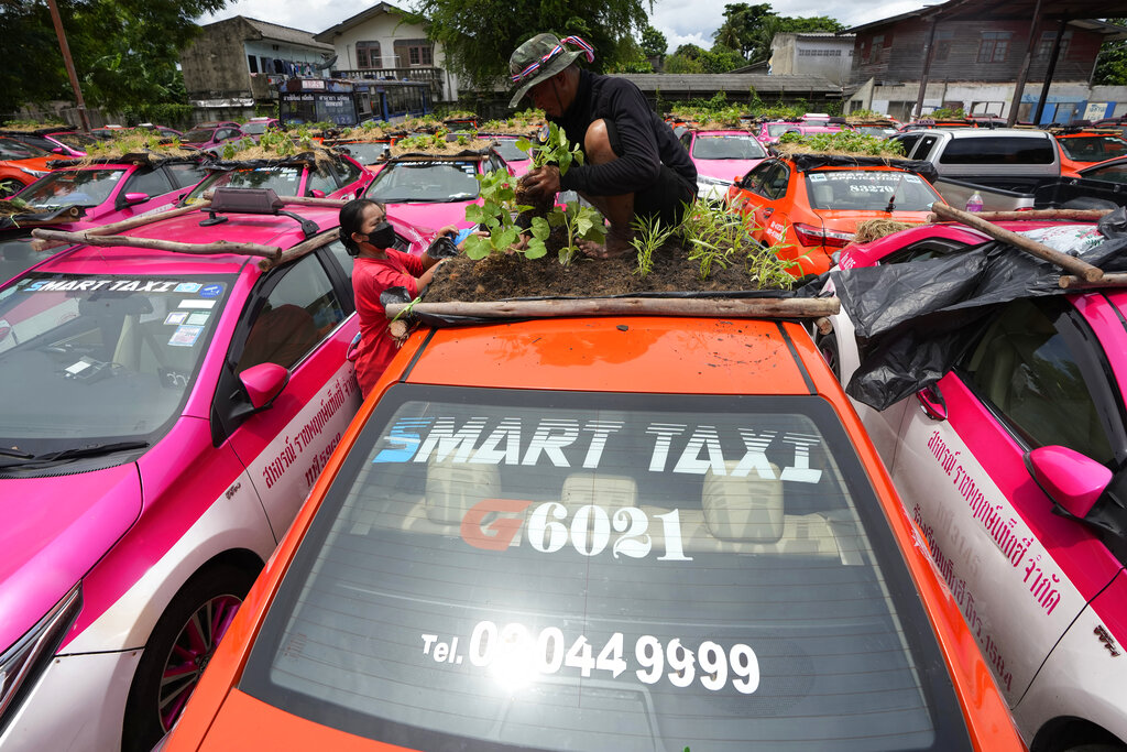 Worker tending car rooftop garden