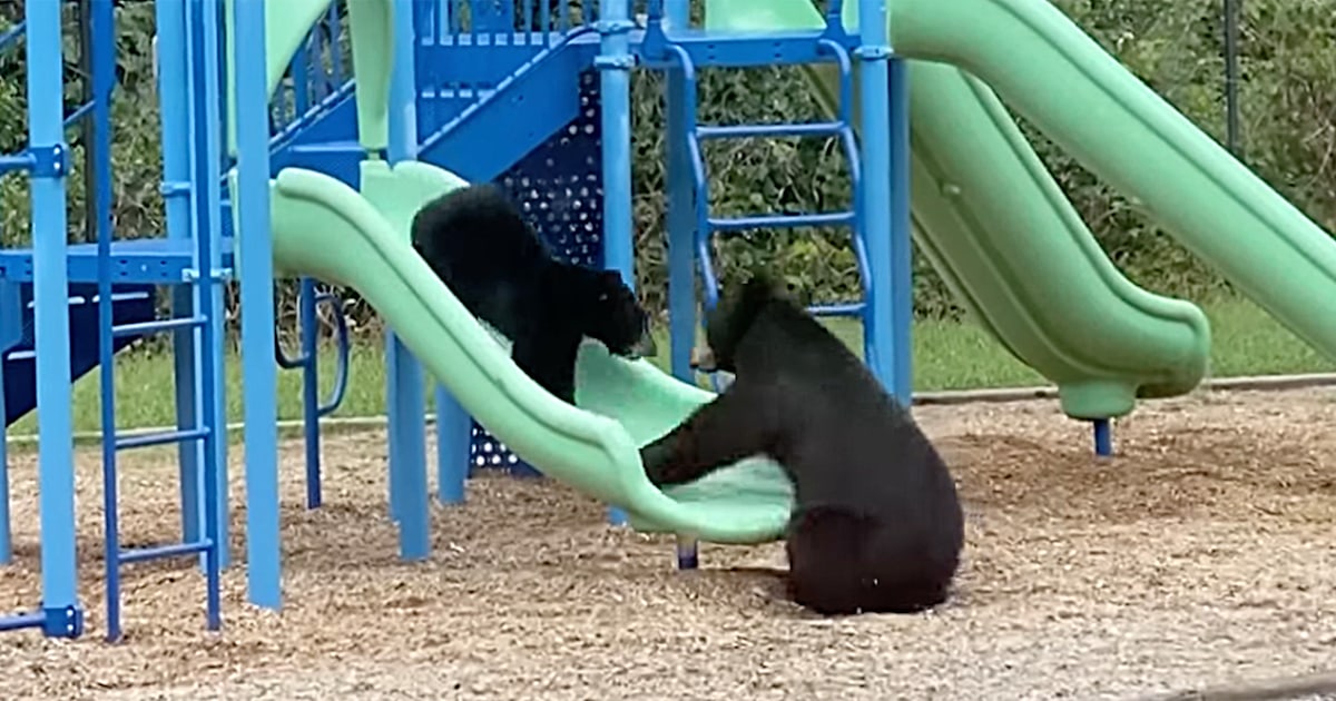 bears