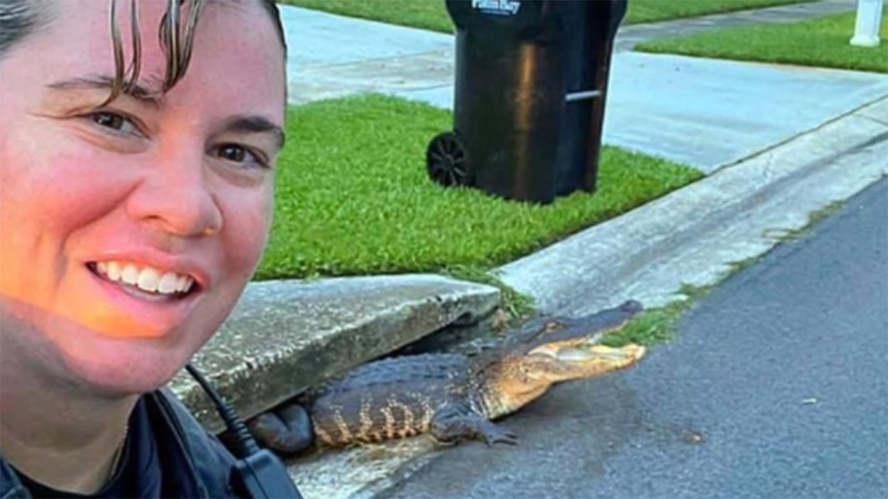 Officer and alligator stuck in storm drain