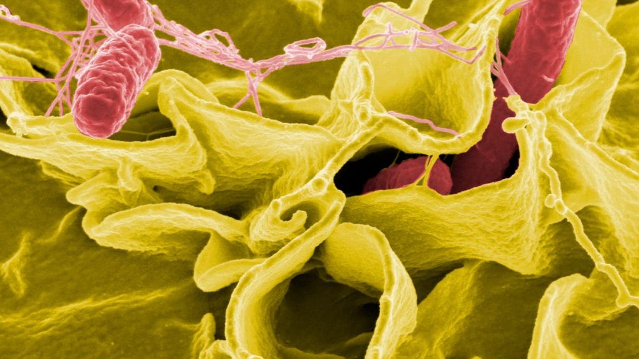 Salmonella