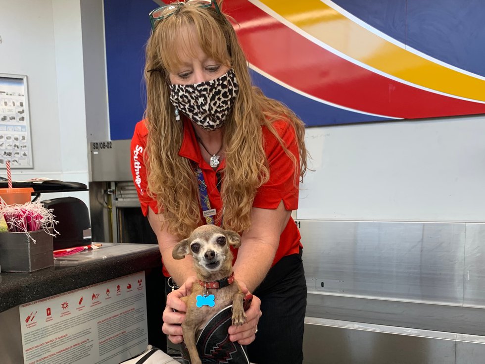 Chihuahua