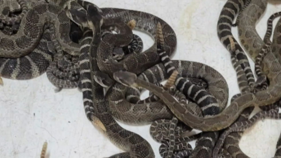 Rattlesnakes