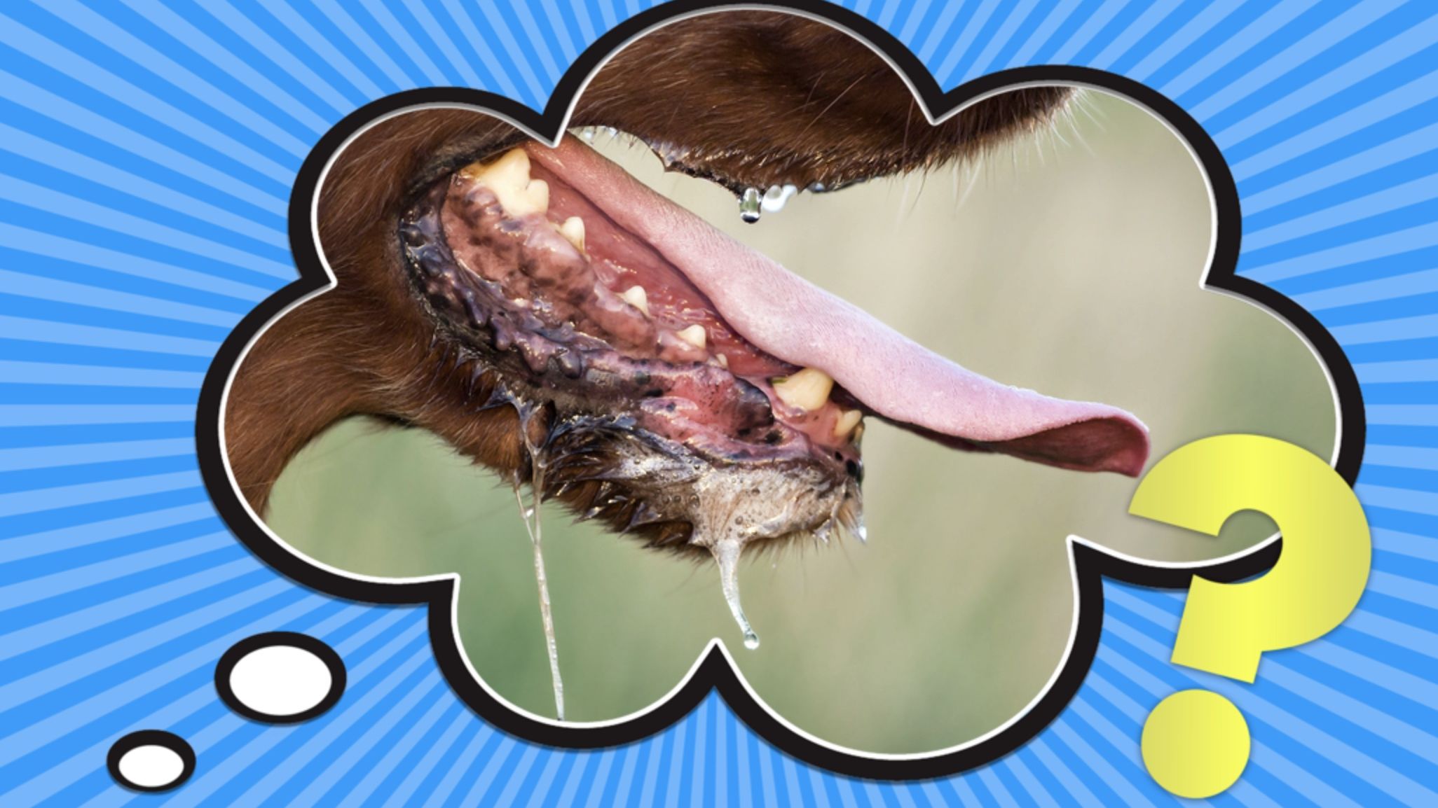 Drooling dog