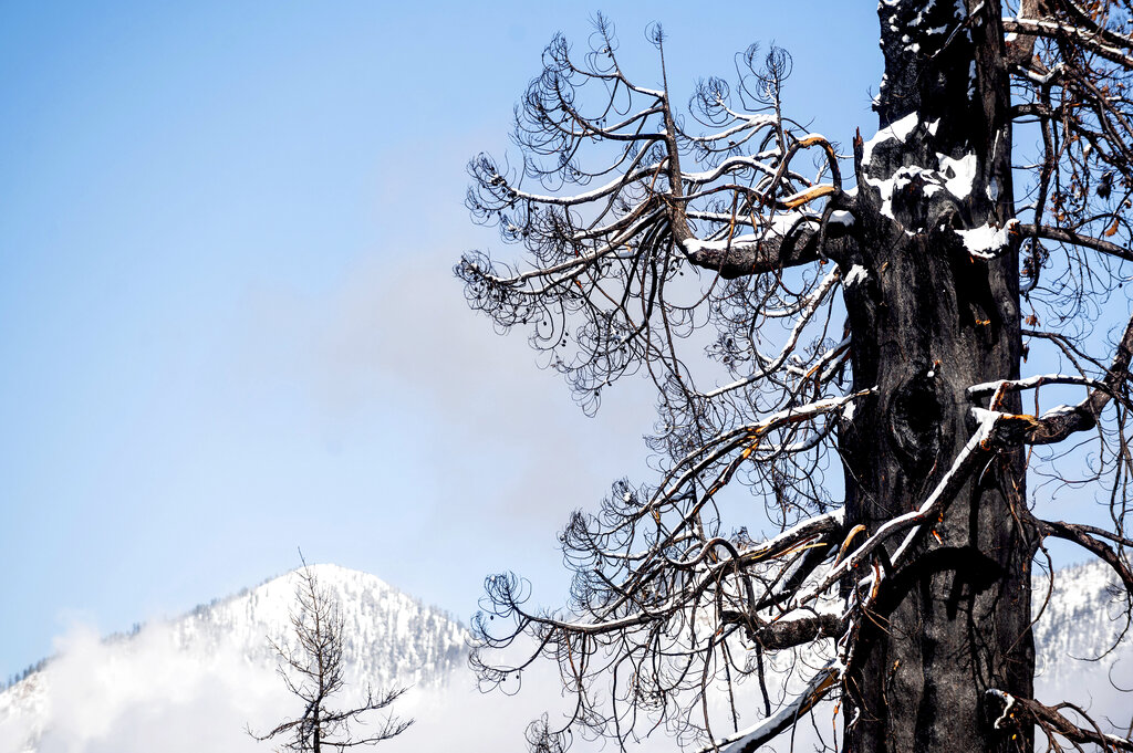 Snow on wildfire scorched sequoia tree