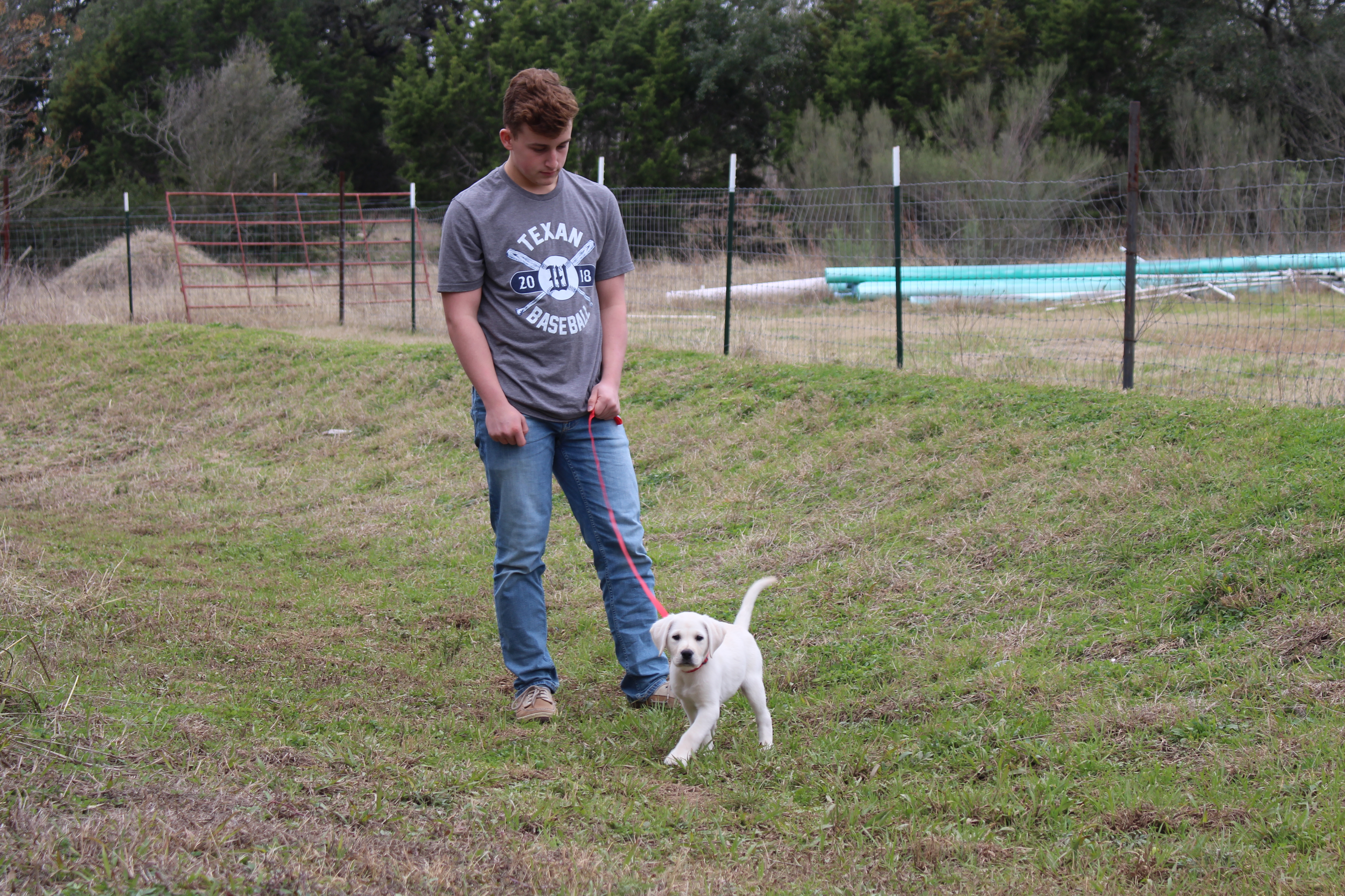 Student walking dog on leash in grass