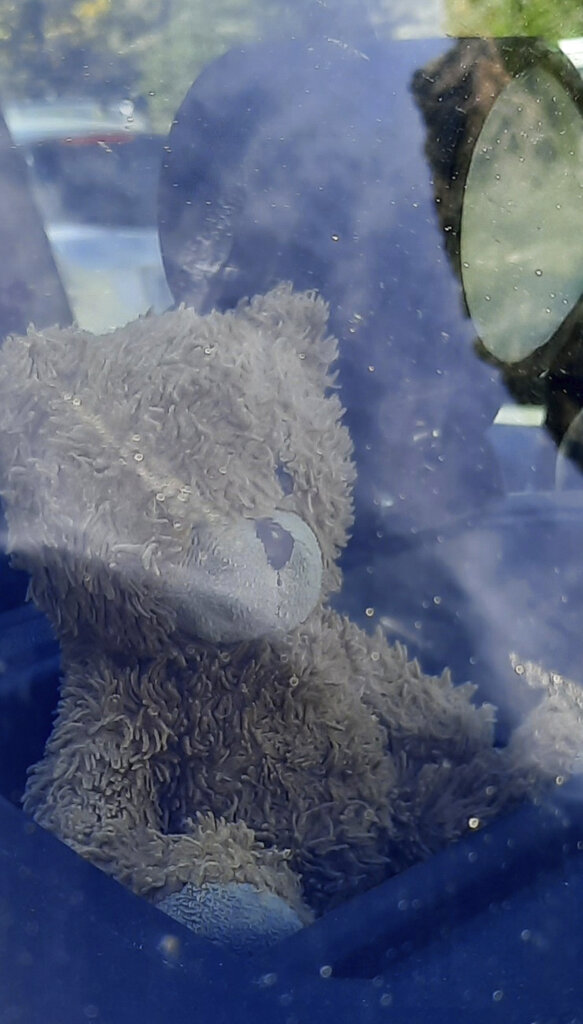 Lost Teddy Bear in Truck