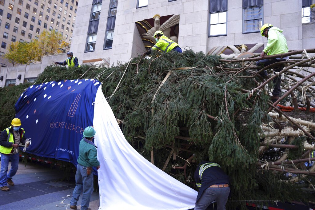 The 79-foot tall Rockefeller Center Christmas Tree arrives from Elkton, Md., is removed onto Rockefeller Plaza from a flatbed truck, Saturday, Nov. 13, 2021, in New York. The Rockefeller Center Christmas Tree Lighting Ceremony will take place on Wednesday, Dec. 1.