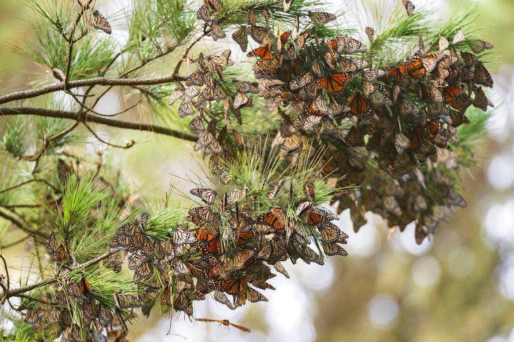 Cluster of monarch butterflies in California 