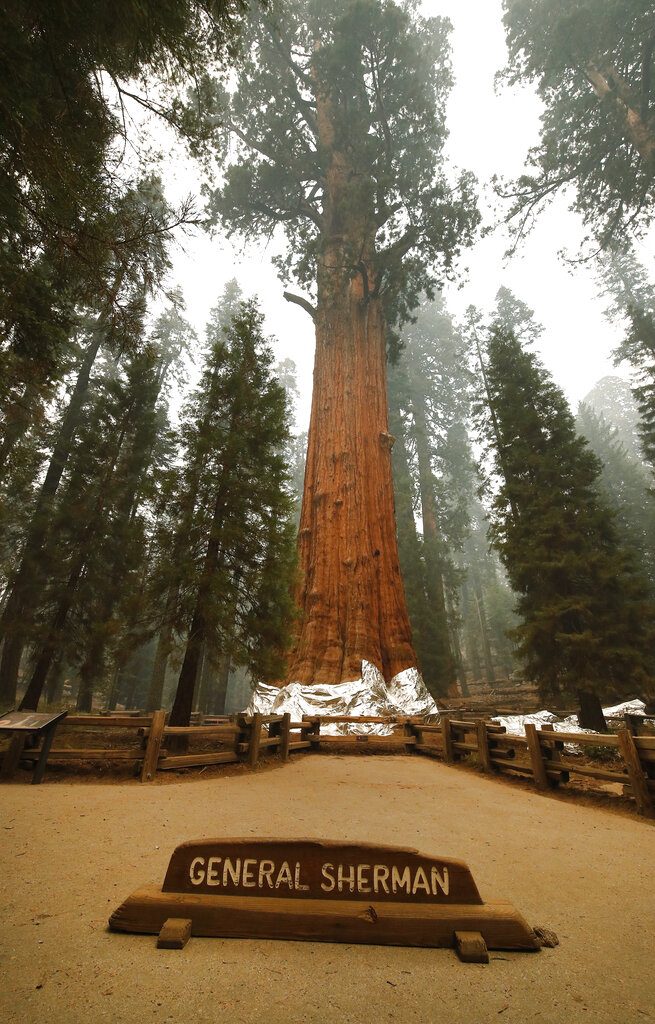 General Sherman Tree in Sequoia National Park 