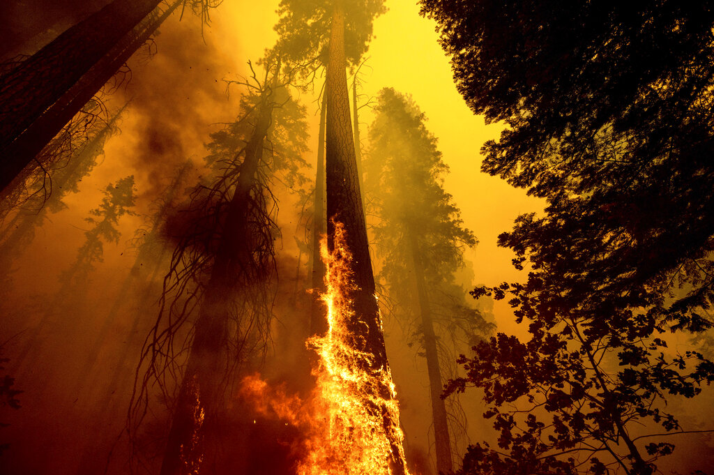 Sequoia Trees on Fire 