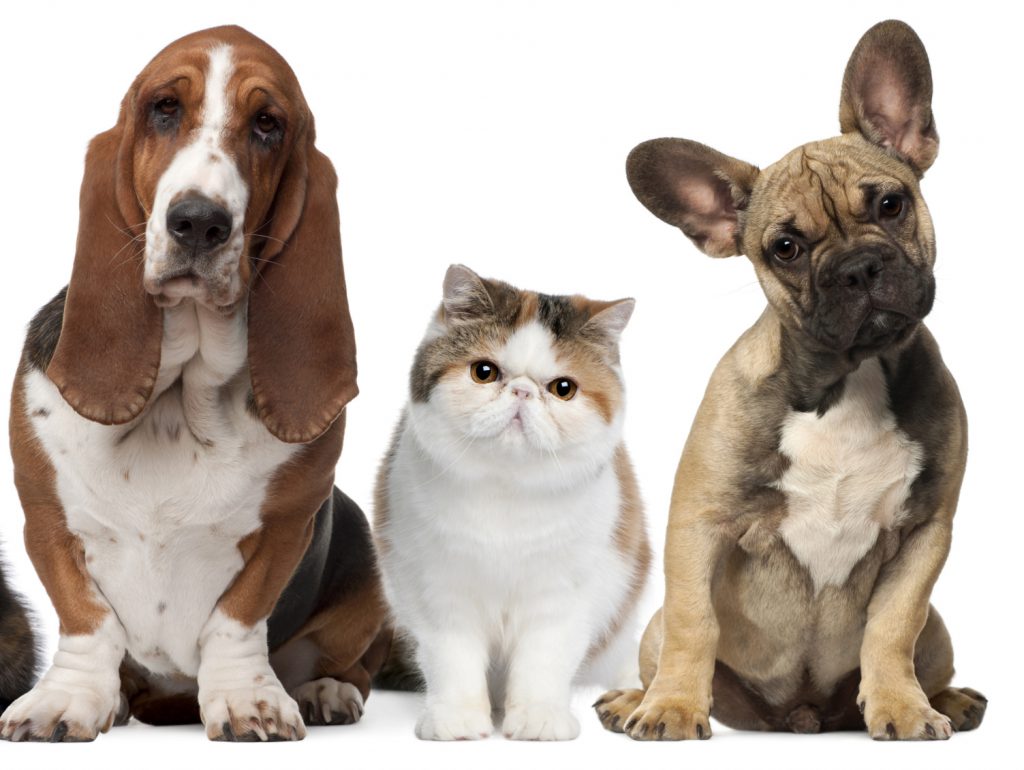 Two dogs, One cat posing for picture
