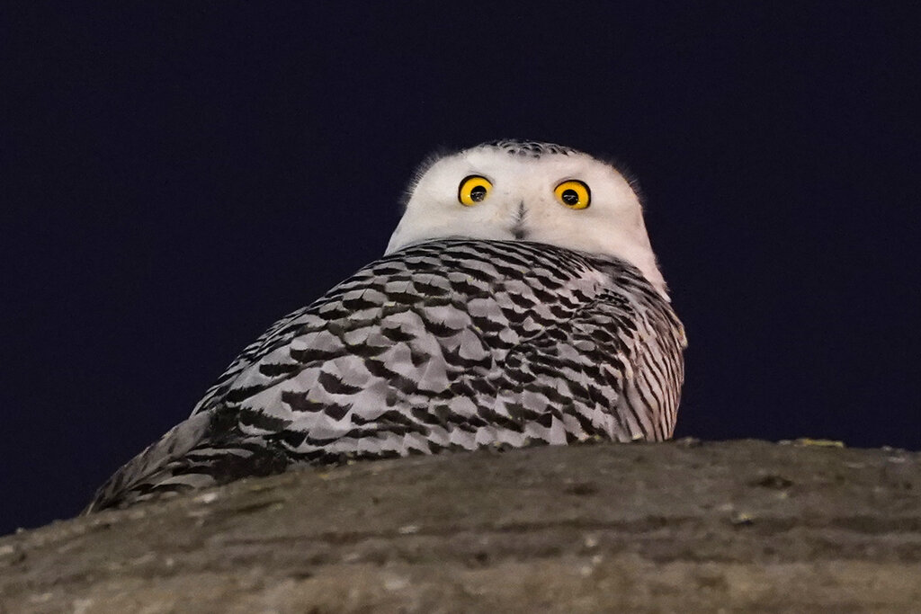 A rare snowy owl looks down from its perch