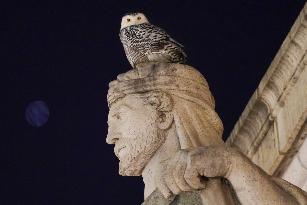 A rare snowy owl looks down from its perch atop of the Louis St. Gaudens