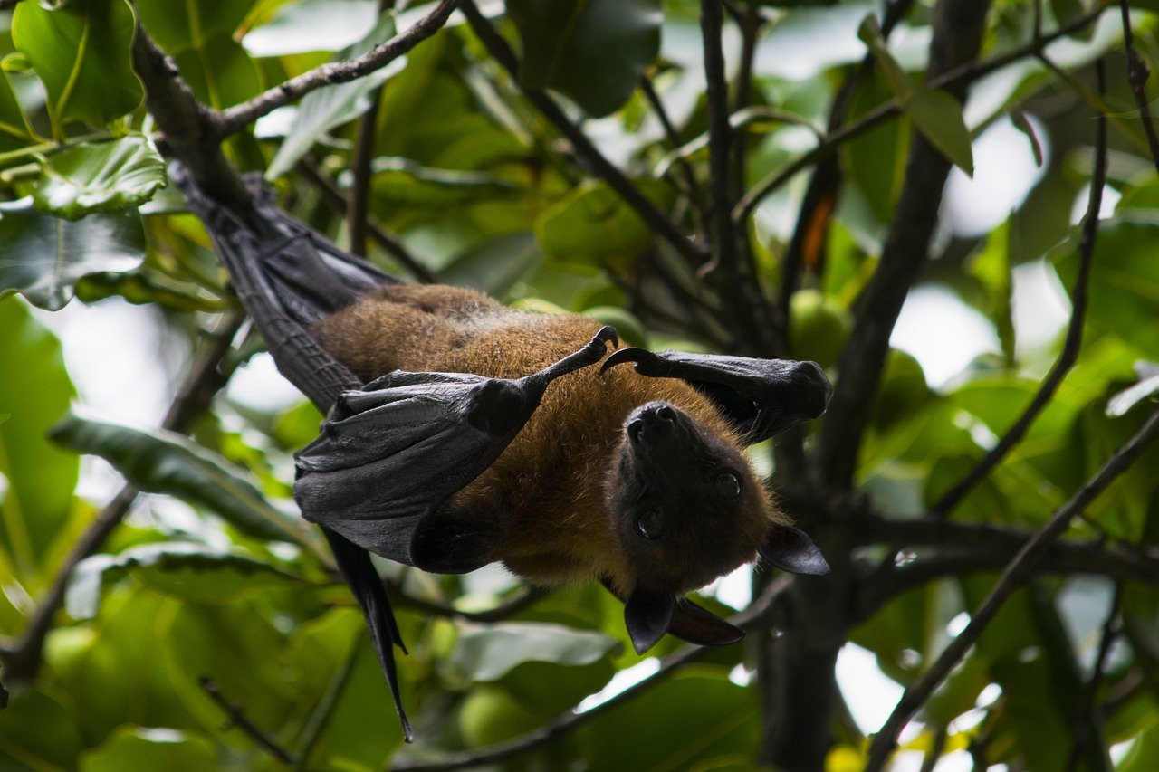 Real Bat Decides To Attend 'The Batman' Screening | Positive ...