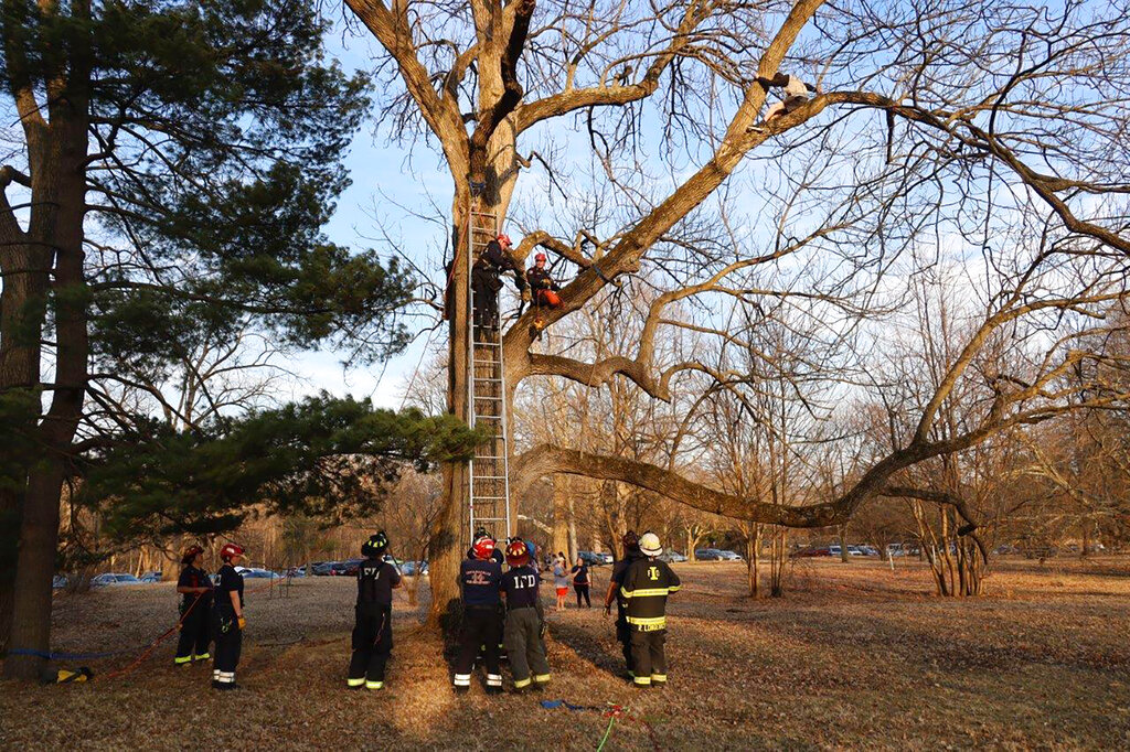Boy Trying To Rescue Cat In Tree, Had To Be Rescued Himself Positive