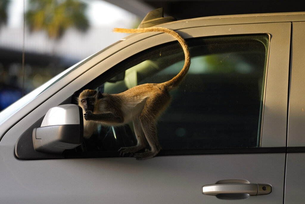 A juvenile male checks out his reflection in the side mirror of a parked car as he plays with a bottle cap, in the Park