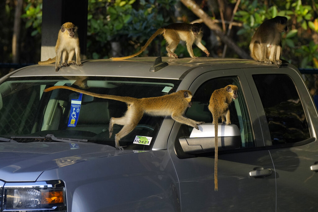 Monkeys play atop a parked car in Florida