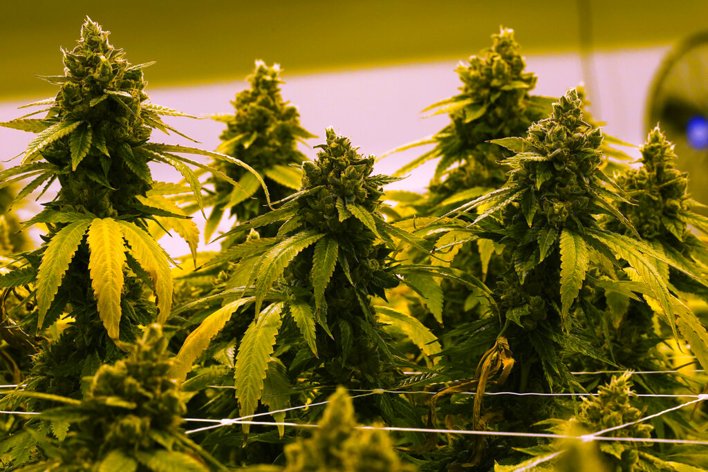 A cannibis plant that is close to harvest grows in a grow room at the Greenleaf Medical Cannabis facility in Richmond, Va.