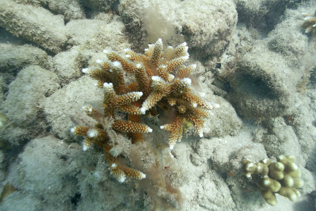 Staghorn coral clings to rocks near the Coral City Camera