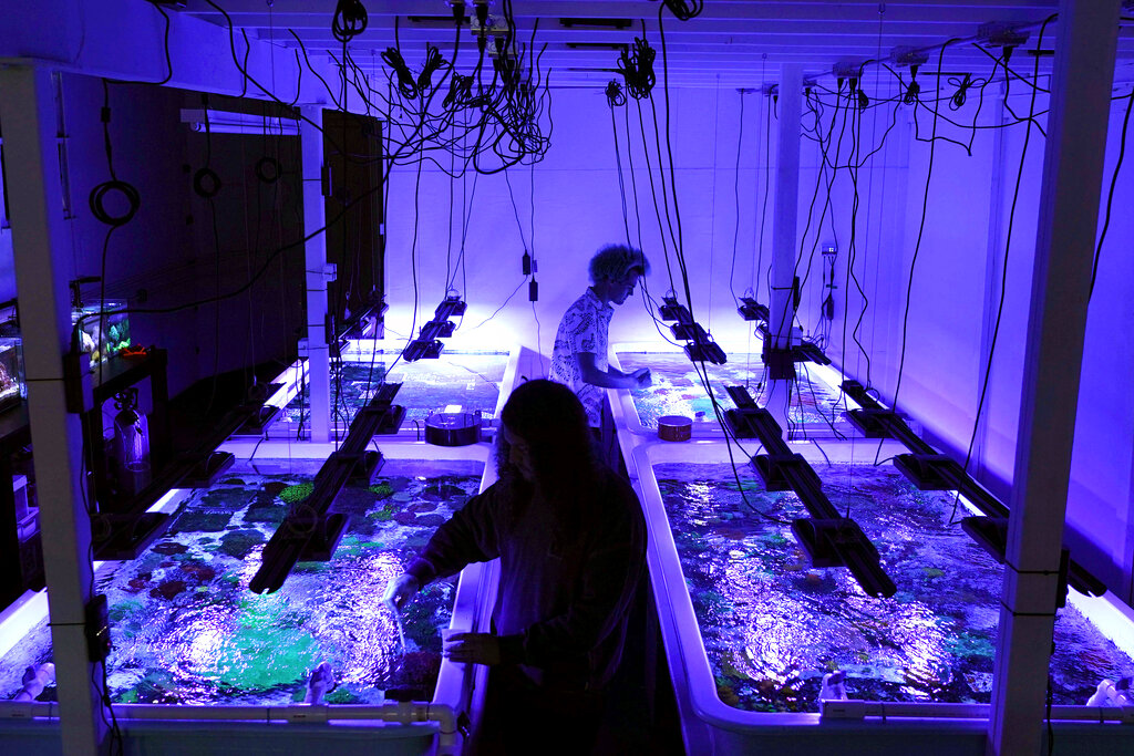 Marine biologist Colin Foord, rear, and musician J.D. McKay work at their Coral Morphologic lab