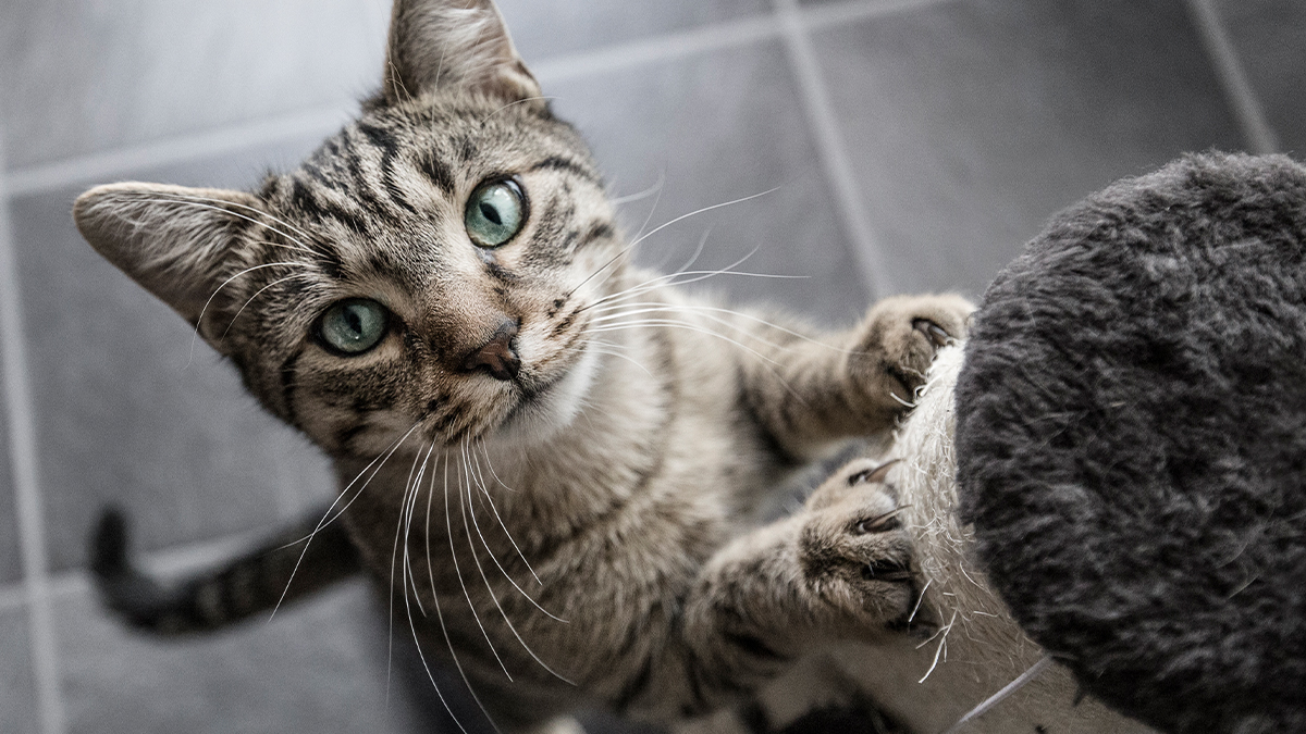 cat
