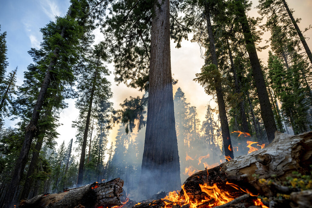 The Washburn Fire burns in Mariposa Grove in Yosemite National Park, Calif.