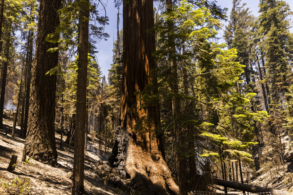 A sequoia tree damaged by the Washburn Fire is seen at Mariposa Grove in Yosemite National Park, Calif.