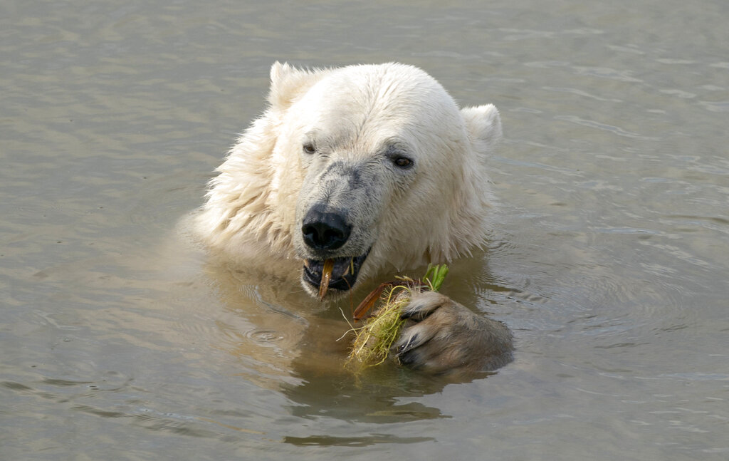 A polar bear at the Yorkshire Wildlife Park in Doncaster keeps cool in a lake, as the park is temporarily closed due to the hot weather as record temperatures hit the UK