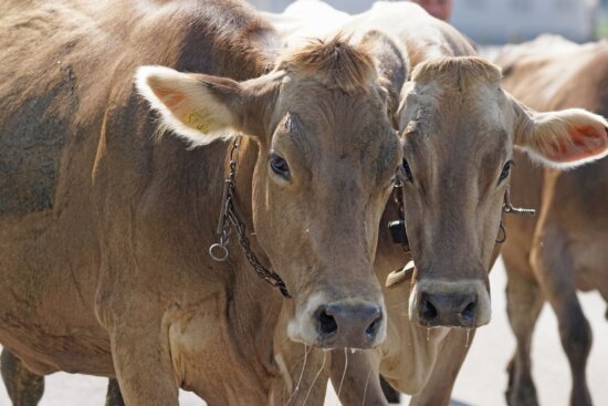 traffic-stopped-moooooving-after-cattle-hauler-truck-catches-fire