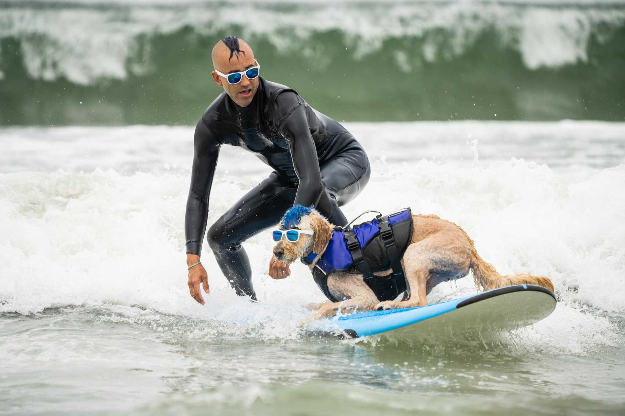 Man and dog surfing