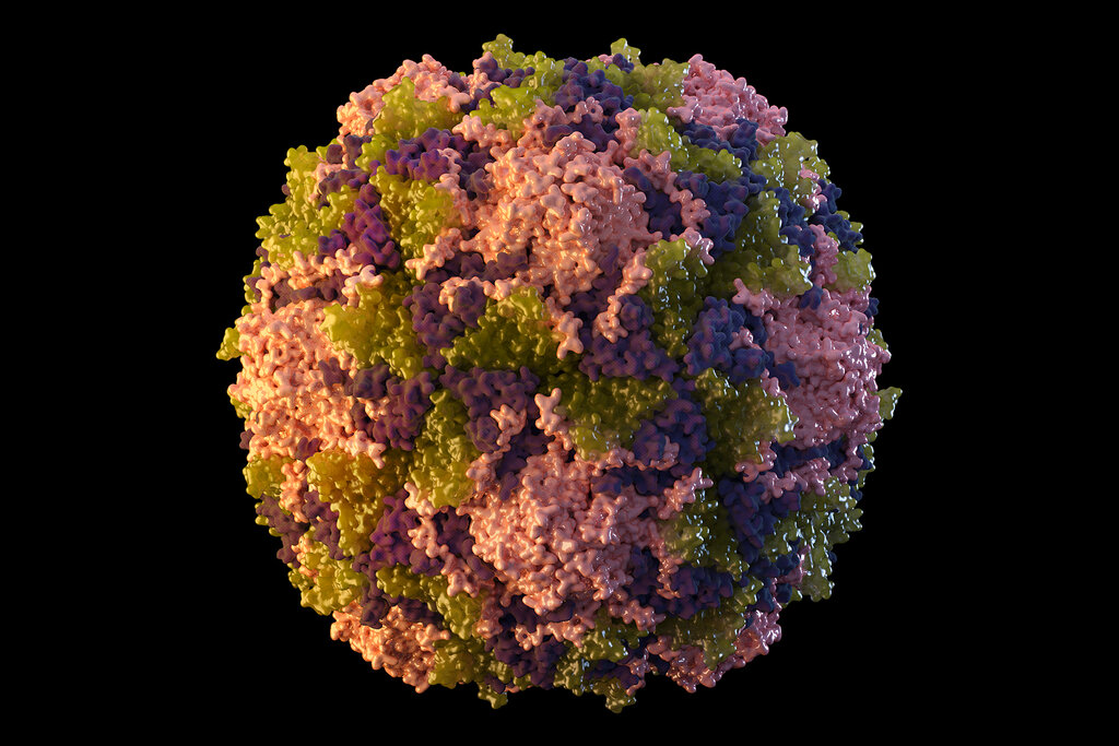 Image of polio virus