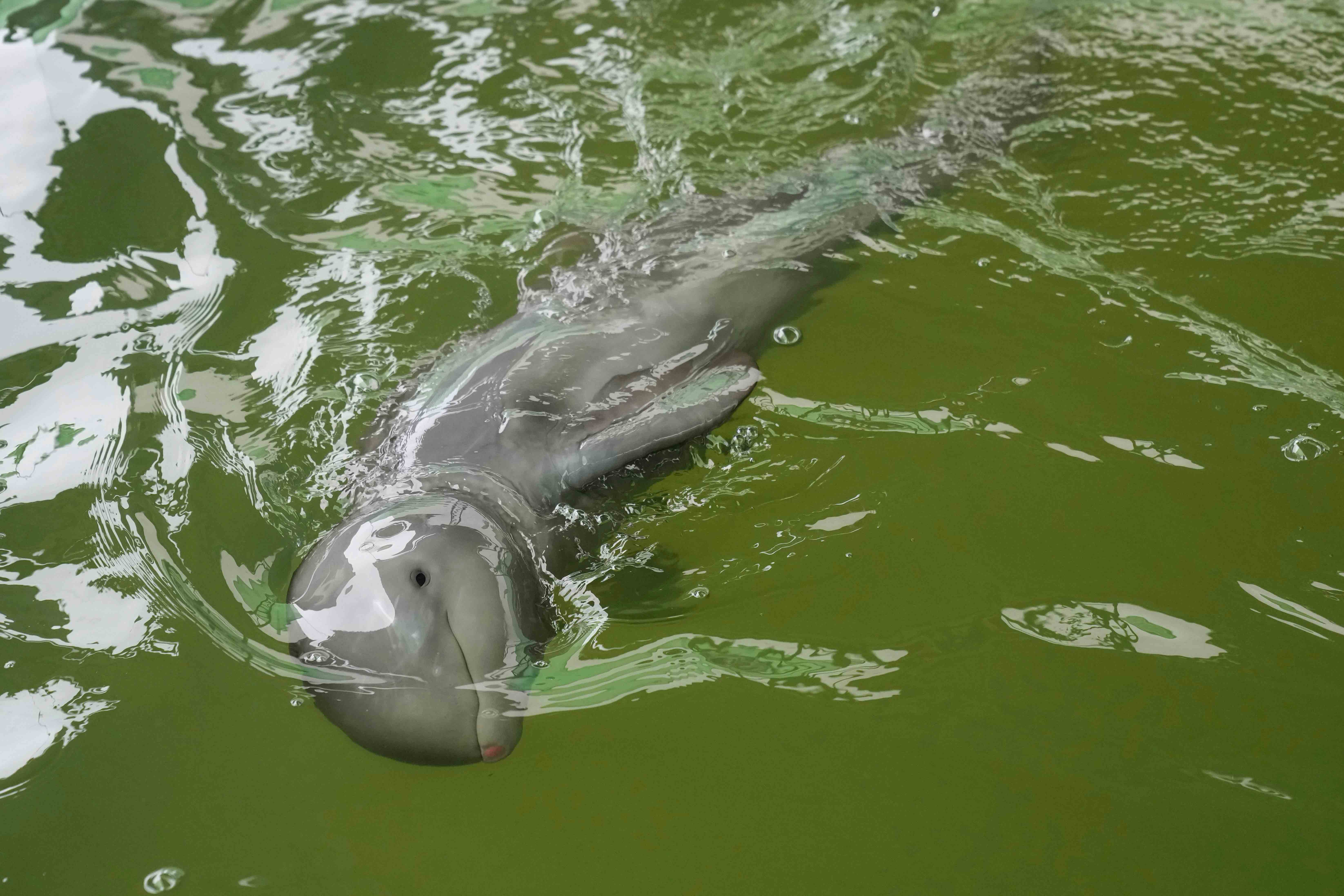 A baby dolphin nicknamed Paradon swims at the Marine and Coastal Resources Research and Development Center in Rayong province in eastern Thailand, Friday, Aug. 26, 2022.