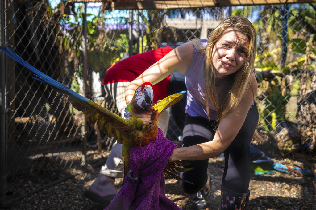 Alexis Highland handles a parrot at the Malama Manu Sanctuary in Pine Island, Fla.