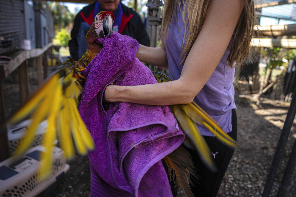 Alexis Highland handles a parrot that is being evacuated from the Malama Manu Sanctuary in Pine Island, Fla.
