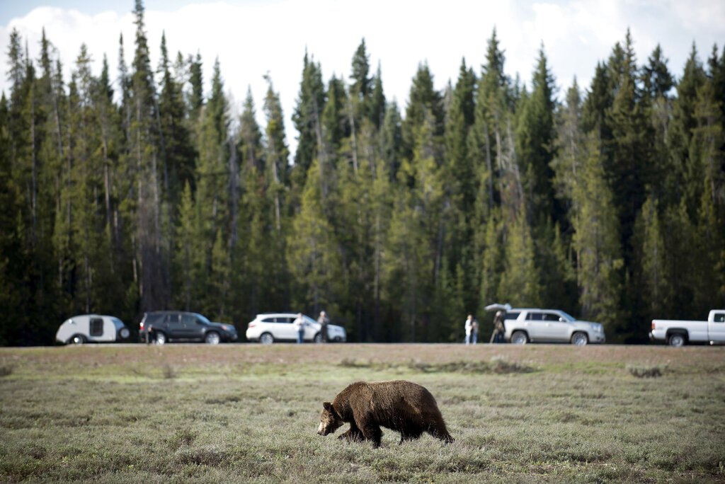 Federal Agency Will Study Concept Of Restoring Grizzly Bears To North