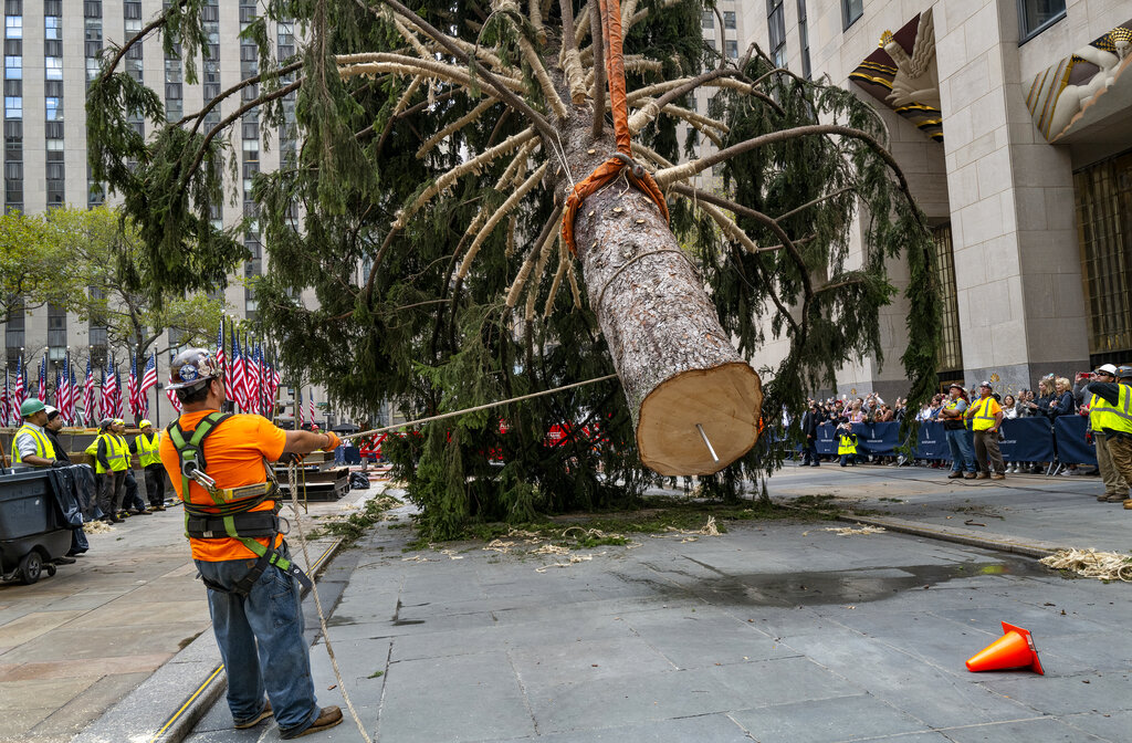 2022 Christmas Tree Arrives At Rockefeller Plaza NYC (Photo Essay) | Positive Encouraging K-LOVE