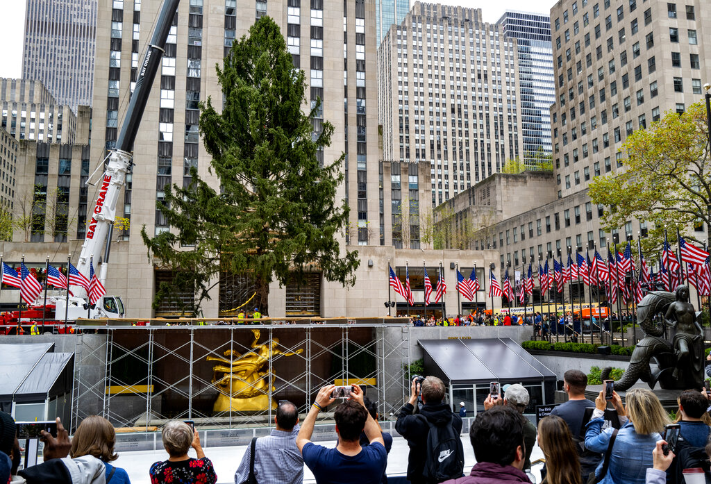 Visitors watch as the 2022 Rockefeller Center Christmas is raised from a trailer 